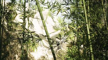 Bamboo grove surrounded by mountains in china under bright daylight video