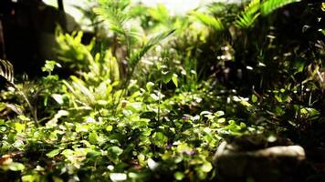 Lush greenery with vibrant undergrowth in a tranquil forest setting video