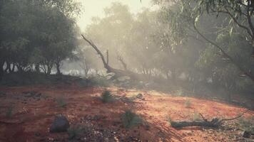 Misty morning forest landscape showing fallen tree in a tranquil setting video