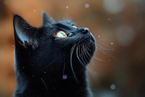 Curious Black Cat Gazing at Falling Snowflakes Winter Wildlife Observation photo