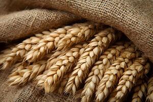 Organic Wheat Harvest Wrapped in Burlap for Rustic Autumn Display photo