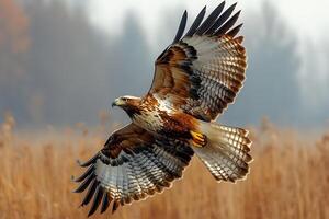 Majestic Eagle in Flight Over Autumn Meadow for Nature Enthusiasts and Wildlife Posters photo