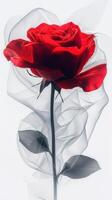 Red rose with delicate white fabric background for elegant floral decor photo