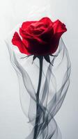 Red rose with black veil on a white background photo