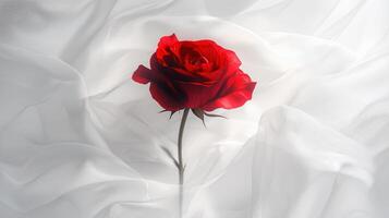 Red rose with soft white fabric background photo