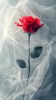 Red rose surrounded by sheer white fabric creating a dreamy atmosphere photo