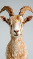 Portrait of a goat with prominent horns and textured fur against a neutral background photo