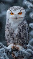 Snowy owl with striking orange eyes perched on frosty branches in winter photo