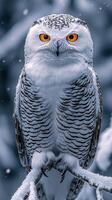 Close-up of a snowy owl perched on a snowy branch in a winter landscape photo