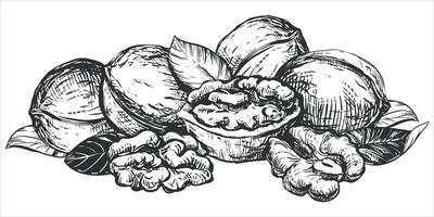 Hand drawn sketch of walnuts illustration. Composition of open walnut kernel, whole walnut. Fresh organic food, oil. Black and white drawing of nut. Isolated on white background. vector