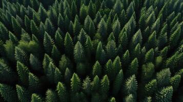 uniform arial view trees photo