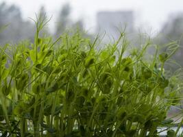 Fresh green pea sprouts are growing on a windowsill, bringing a touch of life and vibrancy to the cold season, offering a healthy and delicious addition to meals photo