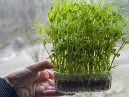 Gardener is holding a transparent plastic container with soil and expanded clay pebbles, filled with fresh microgreens of green pea sprouts, growing on a window sill photo