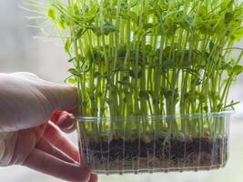 Hand gripping clear plastic container displaying pea microgreens, revealing intricate root system and sprouting seeds, representing sustainable urban gardening and nutritious eating photo