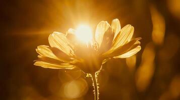 Sunlight shining through a flower photo