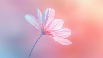 A single pink flower is shown in front of a blurred background photo