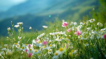 A field of wild flowers in the mountains photo