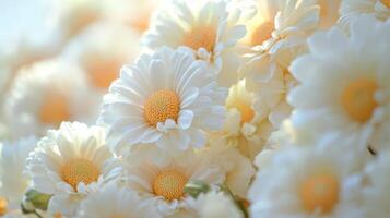White daisies are shown in a vase with sunlight photo