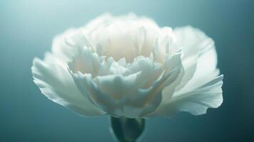 White carnation by james kennedy photo