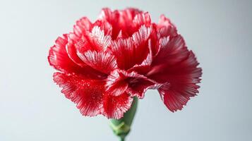 Red carnation flower with water droplets on white background photo