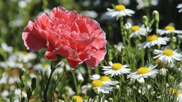 A single red flower is in the middle of a field of white and yellow flowers photo