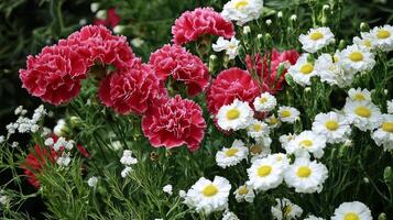 A bunch of red and white flowers photo