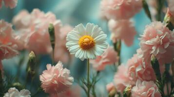 A single white flower is in the middle of a field of pink flowers photo