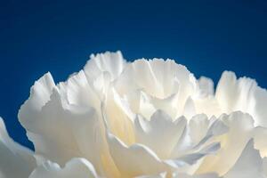 White peony by james kennedy photo