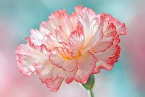 A single red and white carnation flower photo