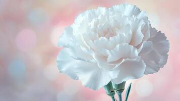 White carnation on a pink background photo
