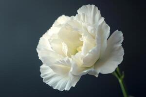 White carnation on black background photo