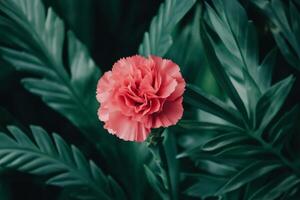 A single pink carnation flower is in the middle of a green plant photo