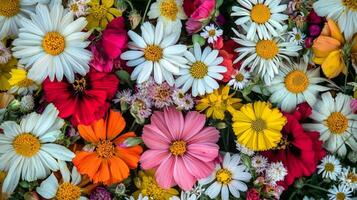 A large group of colorful flowers are shown photo