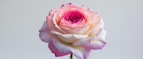 Colorful rose gradient blooms offer a vibrant and elegant floral display transitioning beautifully across the spectrum. photo