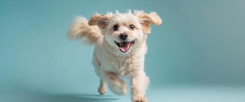 Joyful Pet Fluffy Dog Expressing Energy on Aqua Background - Studio Content for Creative Marketing and Pet Industry Visual Merchandising photo