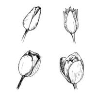 Hand-drawn set of tulip buds. illustration in black ink on a white background vector