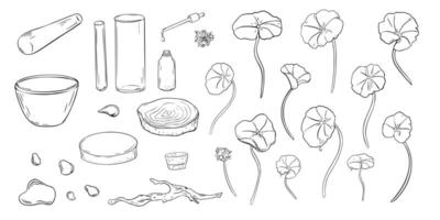 Centella asiatica, pennywort, glass flask and dropper bottle in set black white illustration on white. Gotu kola, wooden stand, stone mortar and drops hand drawn linear sketch for design label. vector