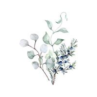 Eucalyptus twigs, juniper and curly liana in neutral watercolor isolated. Bunch with leaves and plants in soft sage green tones hand drawn. Greenery branches illustration painted for nature design. vector