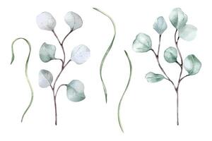 Eucalyptus branches and herb stems in watercolor set isolated. Greenery leaves in soft colors hand drawn. Floral clipart in sage green delicate plant painted in botanical sketch for nature background. vector