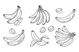 Banana set. Bananas, half peeled and slice banana, bunch of bananas. Exotic sweet desserts. Hand drawn illustration in sketch style. vector