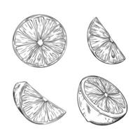Set of Lemon or lime slice. illustration. Sketch hand drawn. Half tropical citrus fruit. Design for menu, package, cosmetic, textile, cards vector