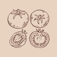 Set of tomato. Hand drawn illustration in outline style vector
