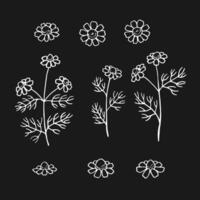 Set of chamomile Hand drawn illustration in outline style. vector