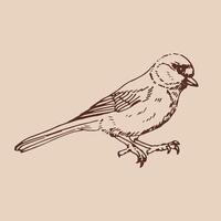 Titmouse. Hand drawn illustration vector