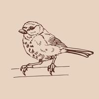 Titmouse Hand drawn illustration vector