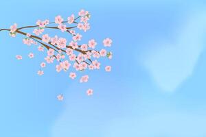 Pink cherry blossoms bloom on tree branches in spring with a soft floral design on Clear sky, in a Japanese inspired illustration. First day of Spring concept. vector
