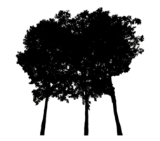 Isolated group trees silhouette on transparent background, high resolution. png