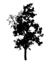 Tree silhouette on a transparent background.High resolution png