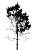 Tree isolated on transparent background.High resolution png