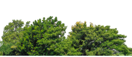 Forest and foliage in summer, high resolution. Isolated green tree on transparent background. png